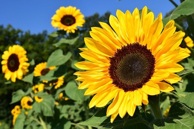 Sunflowers are Blooming Along These Lancaster County Trails